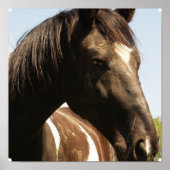 Afdrukken ontwerp-paard voor Poster (Voorkant)