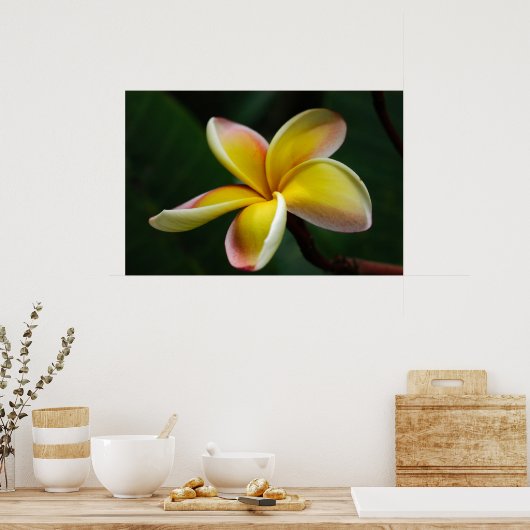 Afdrukken: Plumeria #3 Poster (Keuken)