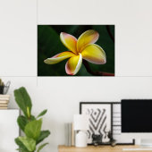 Afdrukken: Plumeria #3 Poster (Thuiskantoor)