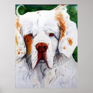 Afdrukken - Rente - Clumber Spaniel Poster