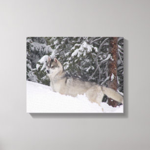 Afdrukken Siberian Husky Canvas