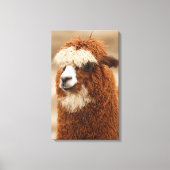Afdrukken van alpaca canvas (Voorkant)