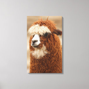 Afdrukken van alpaca canvas