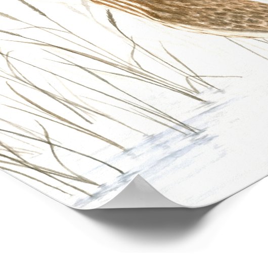 Afdrukken van American Bittern Fine Art Poster (Hoek)