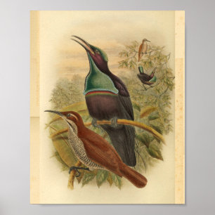 afdrukken van de nieuwe Guinee Blue Rifle Bird Poster