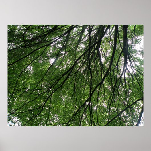 Afdrukken van filialen en bladeren poster (Voorkant)