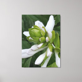 Afdrukken van hosta Blooming Canvas