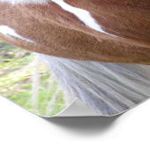 Afdrukken van kwartpaarden poster (Hoek)