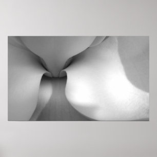 Afdrukken van Magnolia Canvas Poster