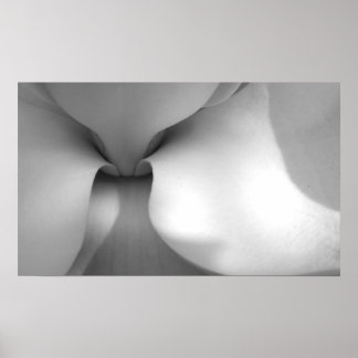 Afdrukken van Magnolia Canvas Poster