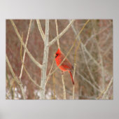 Afdrukken van mannelijk kardinaal canvas poster (Voorkant)