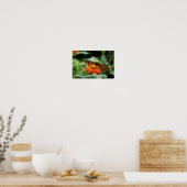 Afdrukken van monoarch Butterfly Canvas Poster (Keuken)