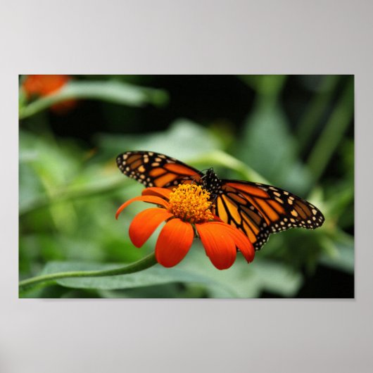Afdrukken van monoarch Butterfly Canvas Poster (Voorkant)