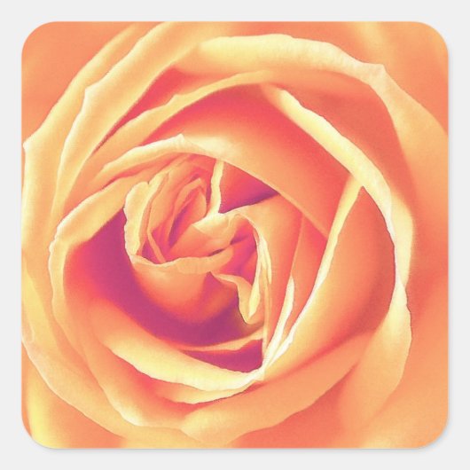 Afdrukken van oranje roos vierkante sticker (Voorkant)