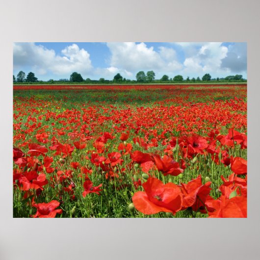 Afdrukken van papavervelden poster (Voorkant)