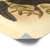 afdrukken van paradijse gele gekreste vogels poster (Hoek)