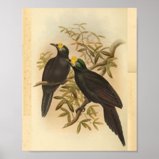 afdrukken van paradijse gele gekreste vogels poster (Voorkant)