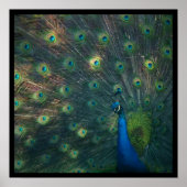 Afdrukken van "Peacock"-Canvas Poster (Voorkant)
