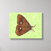 Afdrukken van Vapourer Moth Canvas (Voorkant)