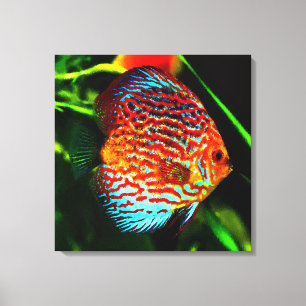 Afdrukken van viscanvas van Discus aquarium