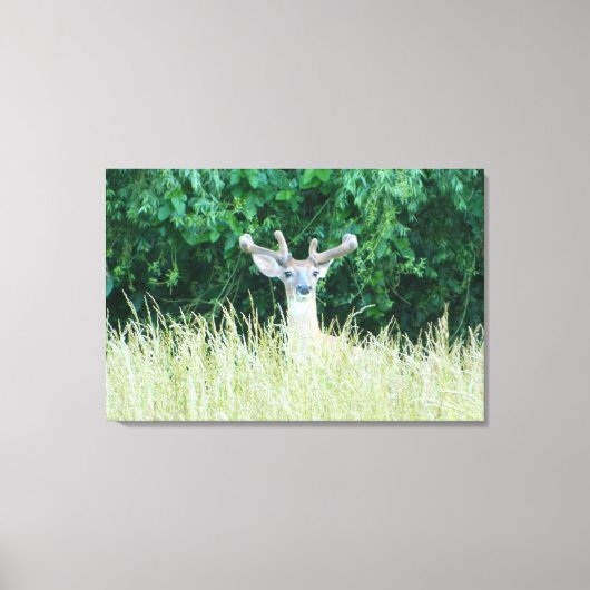 Afdrukken van watchful Whitetail Deer (Summer) (Voorkant)