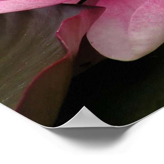 Afdrukken van water Lilly Canvas Poster (Hoek)