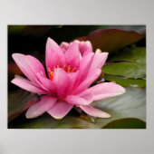 Afdrukken van water Lilly Canvas Poster (Voorkant)