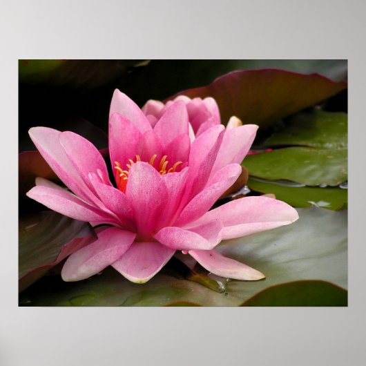 Afdrukken van water Lilly Canvas Poster (Voorkant)