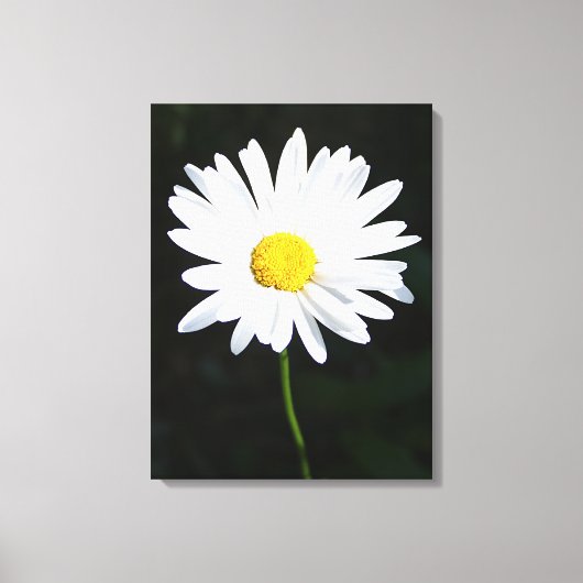 Afdrukken van White Daisy Flower Canvas (Voorkant)