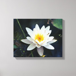 Afdrukken van wit waterlily Stretted Canvas