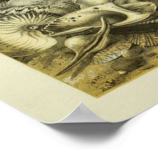 Afdrukken voor kleurenillustraties met conch Shell Poster (Hoek)
