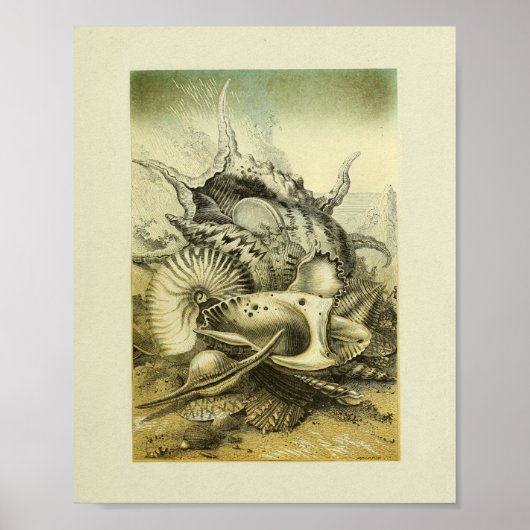 Afdrukken voor kleurenillustraties met conch Shell Poster (Voorkant)