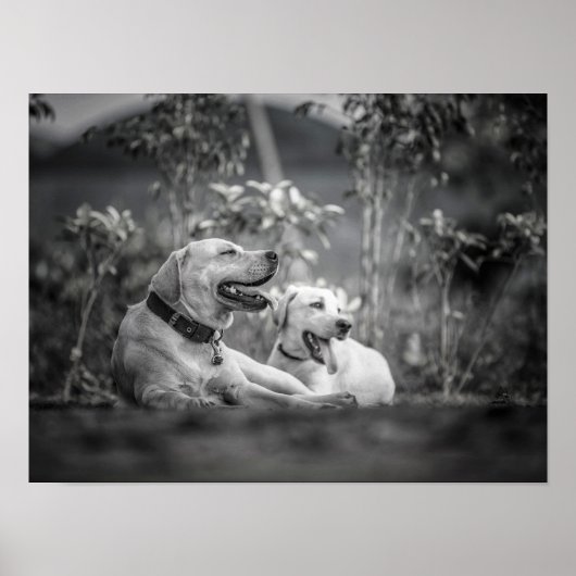 Afdrukken, waardepapier (steen) poster (Voorkant)