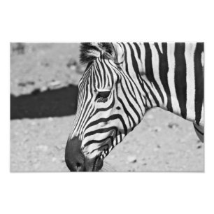 Afdrukken zebra sluiten foto afdruk