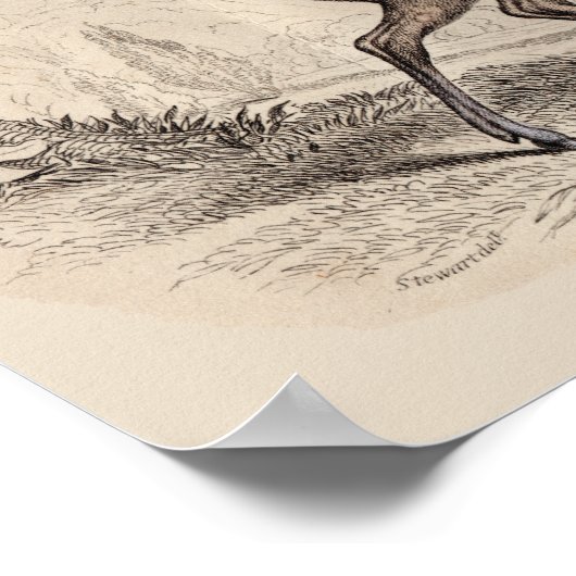 AFDRUKKING STAG (WAPITI) POSTER (Hoek)