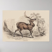 AFDRUKKING STAG (WAPITI) POSTER (Voorkant)