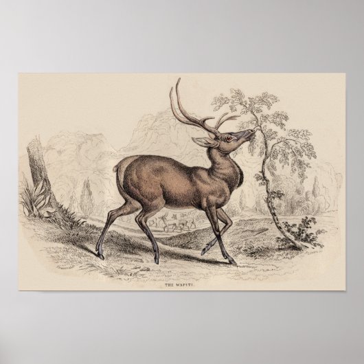 AFDRUKKING STAG (WAPITI) POSTER (Voorkant)