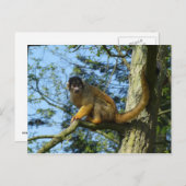 Affe Totenkopfäffchen sitz auf einem Baum Briefkaart (Voorkant / Achterkant)