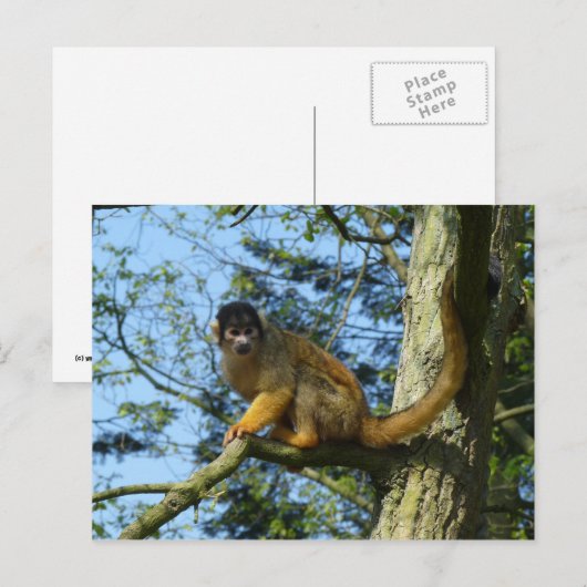 Affe Totenkopfäffchen sitz auf einem Baum Briefkaart (Voorkant / Achterkant)