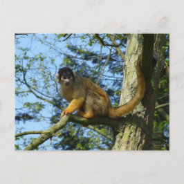 Affe Totenkopfäffchen sitz auf einem Baum Briefkaart