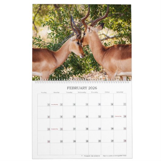 Affectionair wild kalender (Feb 2026)