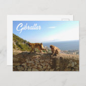 Affen auf dem Fels in Gibraltar Briefkaart (Voorkant / Achterkant)