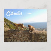 Affen auf dem Fels in Gibraltar Briefkaart (Voorkant)