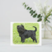 Affenpinscher 9R095D-090 Briefkaart (Staand voorkant)