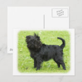 Affenpinscher 9R095D-090 Briefkaart (Voorkant / Achterkant)
