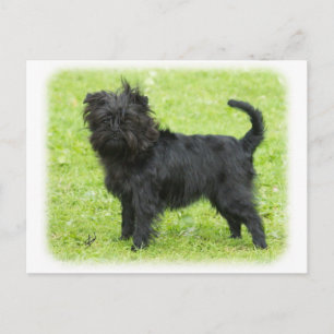 Affenpinscher 9R095D-090 Briefkaart