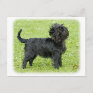 Affenpinscher 9R095D-092 Briefkaart