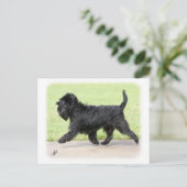 Affenpinscher 9Y516D-063 Briefkaart (Staand voorkant)