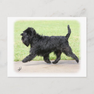 Affenpinscher 9Y516D-063 Briefkaart