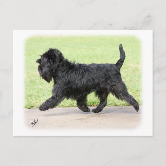 Affenpinscher 9Y516D-063 Briefkaart (Voorkant)